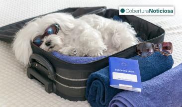 Semana Santa con tu mascota: cinco claves para un viaje seguro