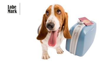 Semana Santa con tu mascota: cinco claves para un viaje seguro