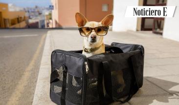 Semana Santa con tu mascota: cinco claves para un viaje seguro