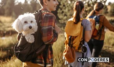 Semana Santa con tu mascota: cinco claves para un viaje seguro