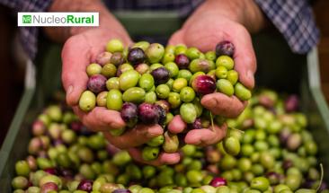 Cient&iacute;ficos logran cultivar aceitunas con paneles solares