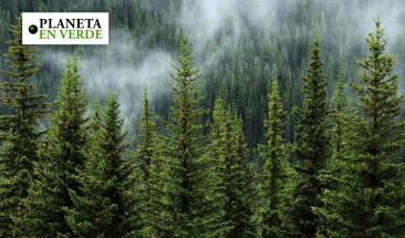 La importancia de los bosques en la conservaci&oacute;n del planeta