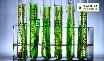 Las algas emergen como una soluci&oacute;n prometedora contra el cambio clim&aacute;tico