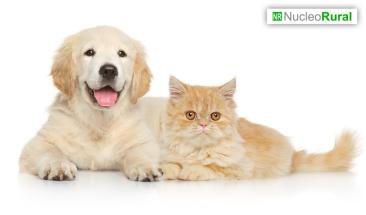 Parvovirus y distemper: aprende a prevenirlas en tu mascota