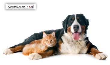 Parvovirus y distemper: aprende a prevenirlas en tu mascota