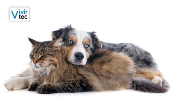 Parvovirus y distemper: aprende a prevenirlas en tu mascota