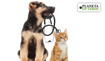 Parvovirus y distemper: aprende a prevenirlas en tu mascota