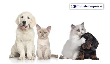 Parvovirus y distemper: aprende a prevenirlas en tu mascota