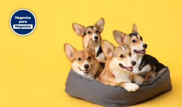 Parvovirus y distemper: aprende a prevenirlas en tu mascota