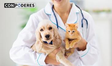 Parvovirus y distemper: aprende a prevenirlas en tu mascota
