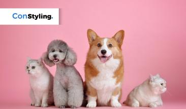 Parvovirus y distemper: aprende a prevenirlas en tu mascota