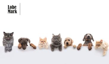 Parvovirus y distemper: aprende a prevenirlas en tu mascota