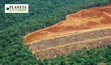 30% de las grandes empresas incumplen compromisos contra la deforestaci&oacute;n
