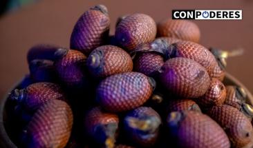 Loreto: entregan financiamiento por S/147 mil a productores forestales no maderables de comunidades nativas