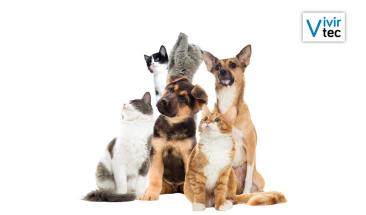 Buscan entender el lenguaje de los animales con IA