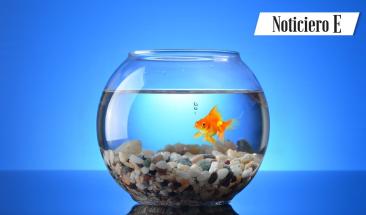 Mascotas para todos los compa&ntilde;eros perfectos para estilos de vida ocupados