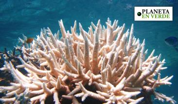 Arrecifes de coral enfrentan el peor blanqueamiento en la historia