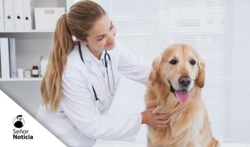 D&iacute;a Mundial del Veterinario: cinco consejos para elegir al mejor especialista para tu mascota