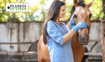 D&iacute;a Mundial del Veterinario: cinco consejos para elegir al mejor especialista para tu mascota