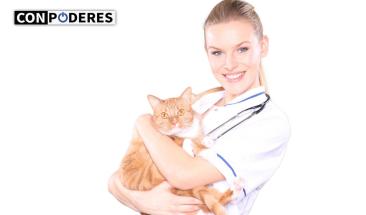 D&iacute;a Mundial del Veterinario: cinco consejos para elegir al mejor especialista para tu mascota