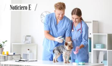 D&iacute;a Mundial del Veterinario: cinco consejos para elegir al mejor especialista para tu mascota