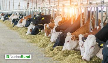 Bacterias &ldquo;come metano&rdquo; podr&iacute;an reducir las emisiones contaminantes en la ganader&iacute;a