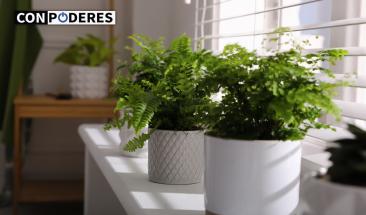 Descubre las 7 plantas que refrescar&aacute;n tu hogar este verano