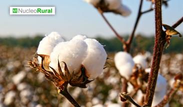 La producci&oacute;n de algod&oacute;n en el mundo es liderada por China