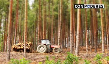 Per&uacute; lanza programa de incentivos de hasta S/ 742 mil para productores de plantaciones forestales