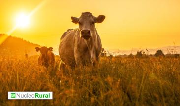 El cambio clim&aacute;tico afectar&aacute; a m&aacute;s de mil millones de vacas a finales de siglo