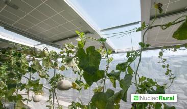 Una nueva era para la agricultura: energ&iacute;a agrovoltaica en invernaderos