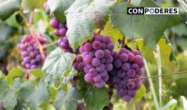 Exportaciones de frutas peruanas a Jap&oacute;n alcanzan cifra r&eacute;cord