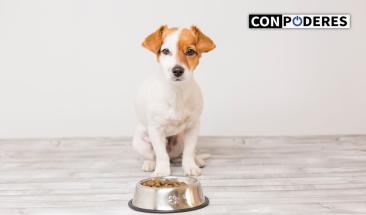 &iquest;El alimento de tu mascota es de &ldquo;calidad&rdquo;? aprende c&oacute;mo identificarlo aqu&iacute;