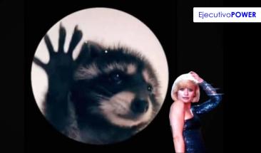 El mapache que conquist&oacute; TikTok al ritmo de "Pedro, Pedro, Pedro"