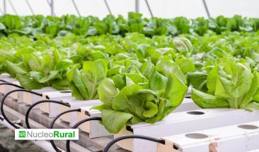 La acuapon&iacute;a puede reducir hasta en un 90% el consumo h&iacute;drico en la agricultura