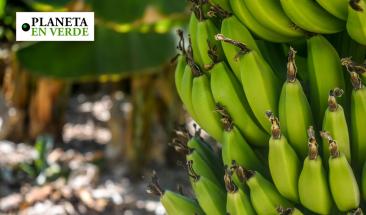 Empresa innovadora y ecol&oacute;gica transforma los residuos de la platanera