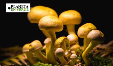 La importancia de los hongos en el futuro de la humanidad