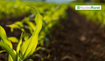 Bioestimulantes: clave para una agricultura sostenible y nutritiva