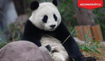 Bienvenidos, Jin Xi y Zhu Yu: nuevos embajadores del panda gigante en Madrid