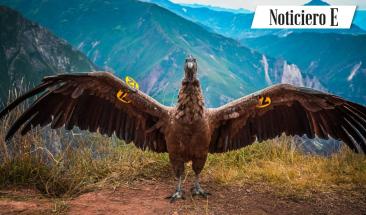 Apur&iacute;mac: Serfor retorna a la naturaleza a c&oacute;ndor andino, &ldquo;Apusinchi&rdquo; que hab&iacute;a sido encontrado intoxicado