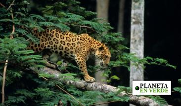 Tecnolog&iacute;a espacial al rescate: protegiendo a jaguares, tigres y elefantes desde el espacio