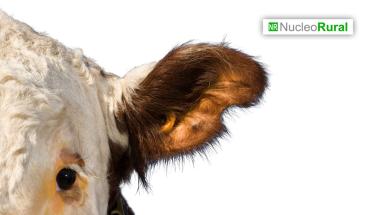 Tres consejos para mejorar la trazabilidad alimentaria en la industria ganadera