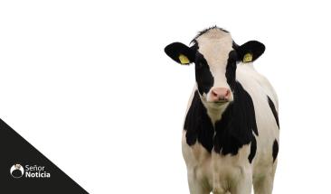 Tres consejos para mejorar la trazabilidad alimentaria en la industria ganadera