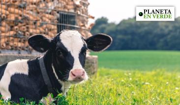 Tres consejos para mejorar la trazabilidad alimentaria en la industria ganadera