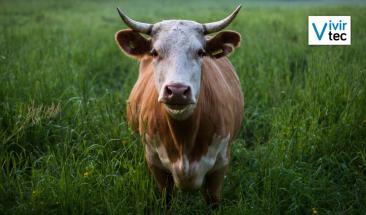 Tres consejos para mejorar la trazabilidad alimentaria en la industria ganadera