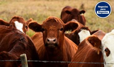 Tres consejos para mejorar la trazabilidad alimentaria en la industria ganadera