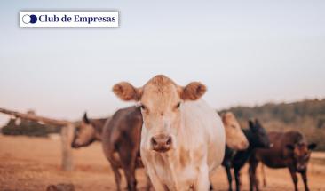 Tres consejos para mejorar la trazabilidad alimentaria en la industria ganadera