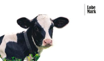 Tres consejos para mejorar la trazabilidad alimentaria en la industria ganadera