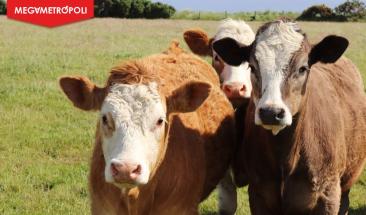 Tres consejos para mejorar la trazabilidad alimentaria en la industria ganadera