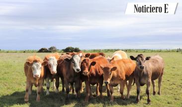 Tres consejos para mejorar la trazabilidad alimentaria en la industria ganadera